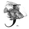 J - John Dory with a Joint Intricate Ink Print-0