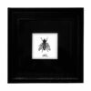 Framed Fly on The Wall Print